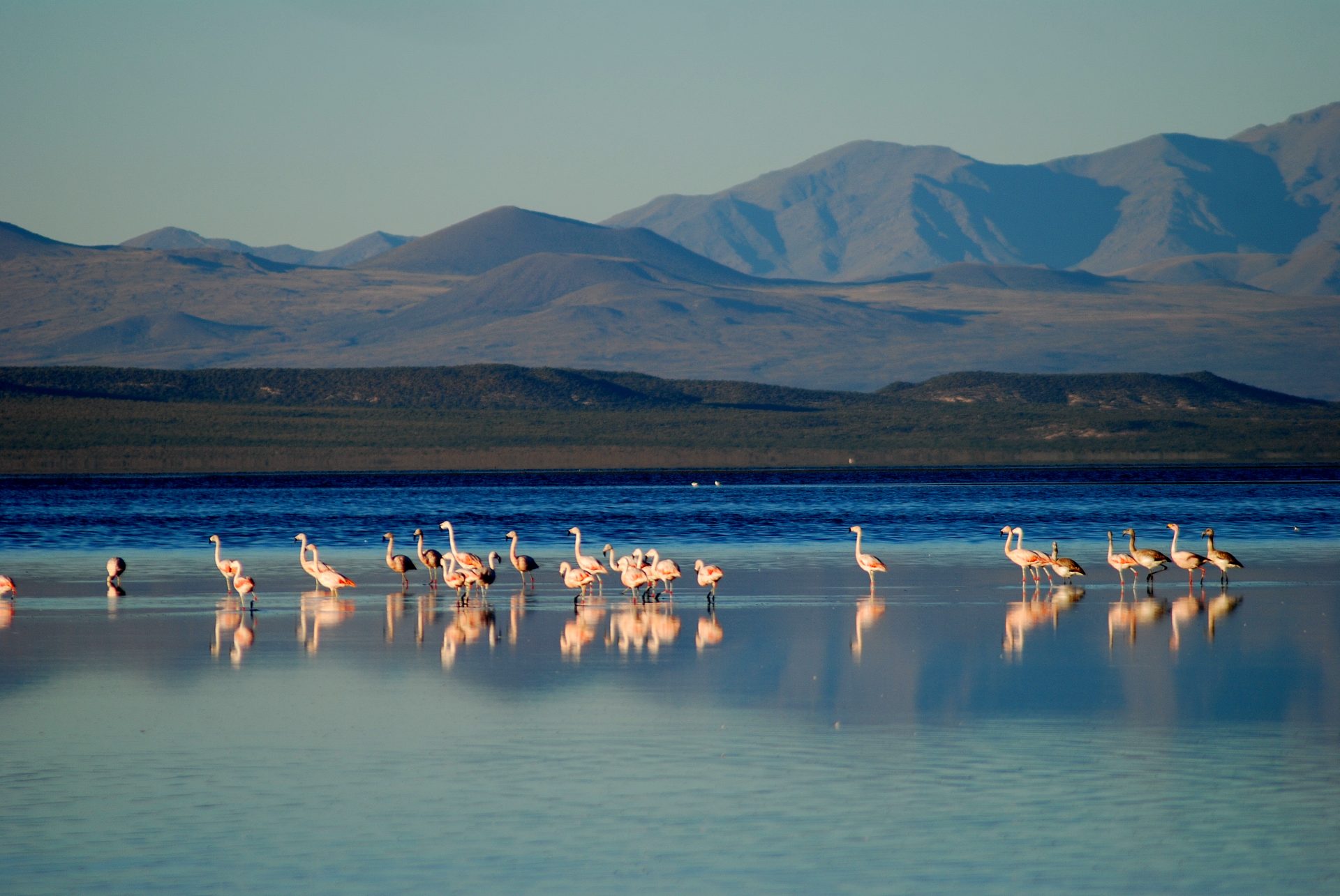 Laguna de Llancanelo